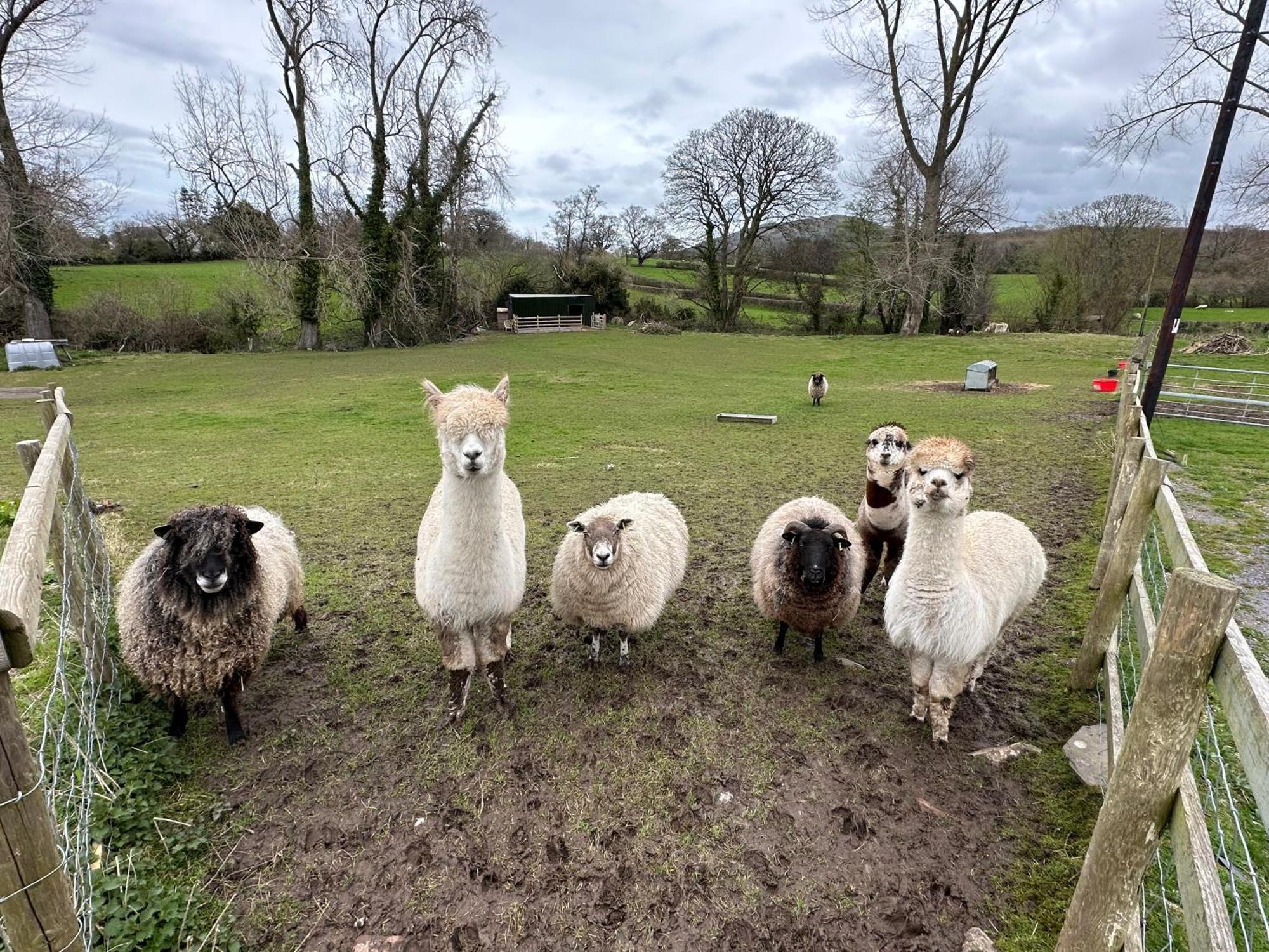 Dwylig Isa Holiday Cottages Rhuddlan Buitenkant foto